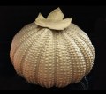 209054 2026 Urn blad 800